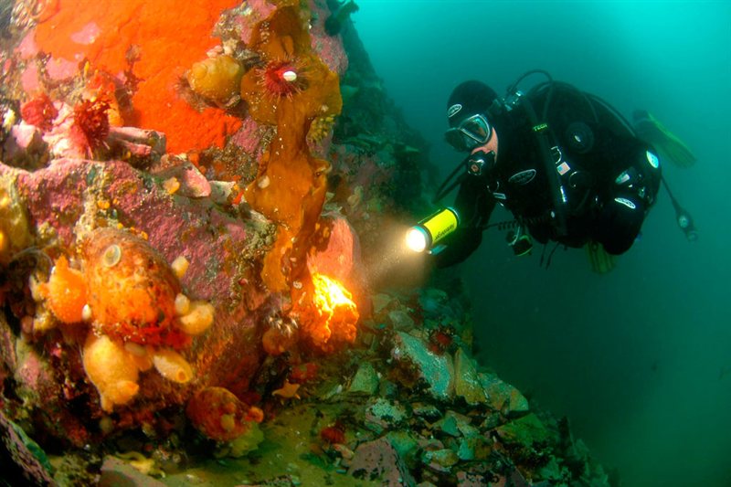 Antártida - Avistamiento de Ballenas salida 23/03/2028