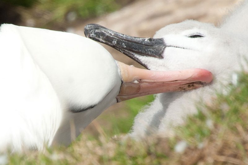 Islas Malvinas, Georgias del Sur & Península Antártica - Especial Fotográfico salida 02/11/2027