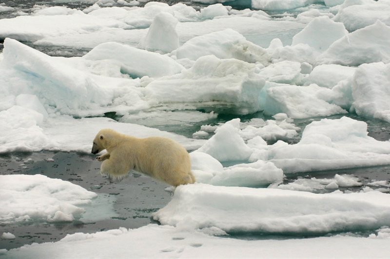 Océano Ártico, Fair Isle - Jan Mayen - Borde de Hielo - Spitsbergen, Observación de Aves - Solsticio de Verano salida 12/06/2026