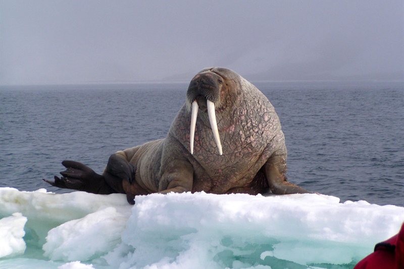 Océano Ártico, Fair Isle - Jan Mayen - Borde de Hielo - Spitsbergen, Observación de Aves salida 27/05/2026