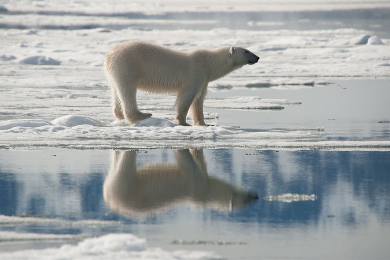 Exploración a Spitsbergen Norte - Entrando en El Hielo Compacto - Especial Osos Polares - Solsticio de Verano salida 16/06/2027
