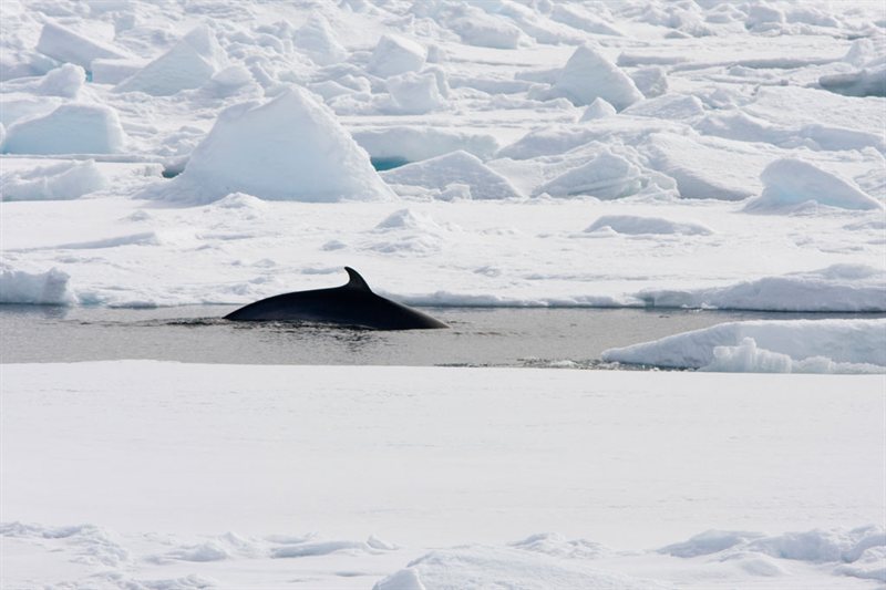 Spitsbergen, Noreste de Groenlandia y Scoresby Sund, Incluidas Largas Caminatas salida 24/08/2027