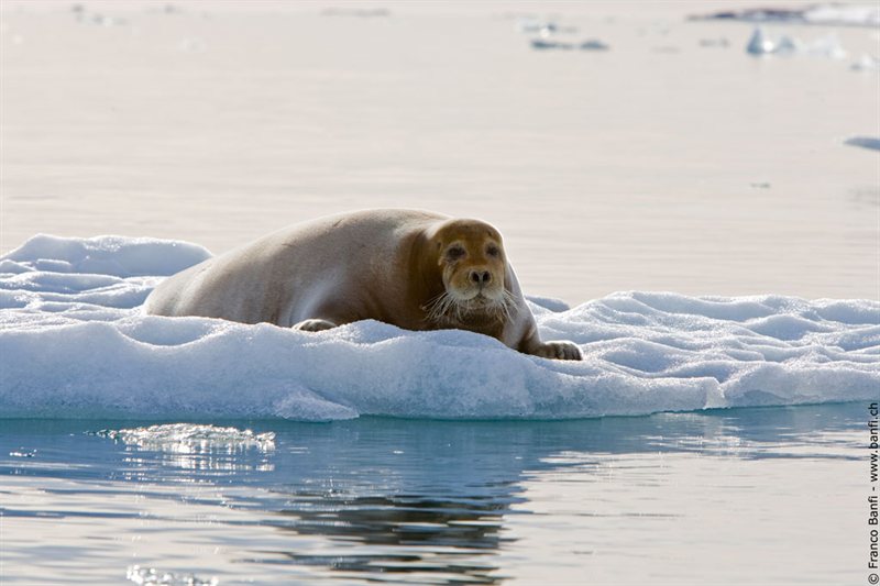 Alrededor de Spitsbergen - en El Reino de Polar Bear & Ice salida 16/07/2026