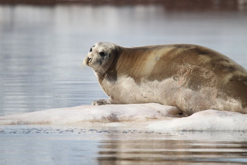 Alrededor de Spitsbergen, en El Reino Helado del Oso Polar salida 19/07/2027