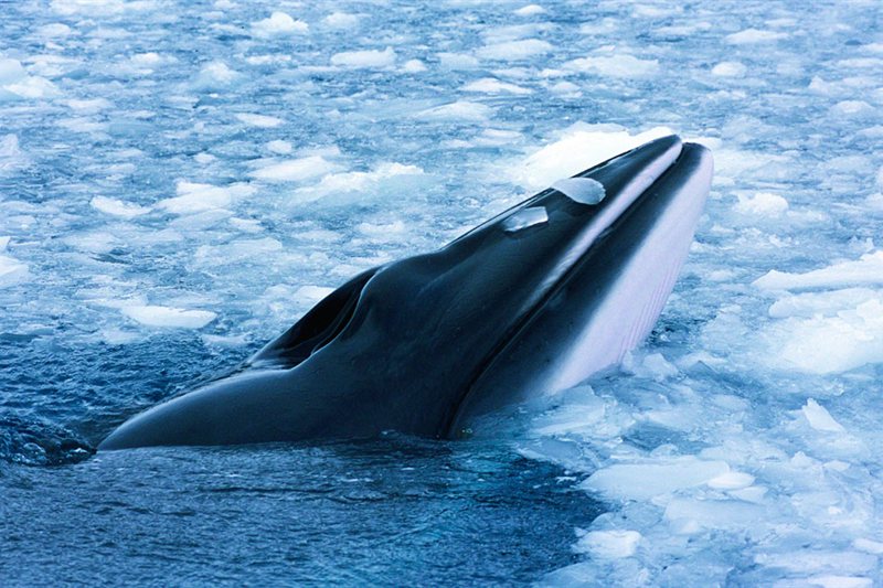 Alrededor de Spitsbergen y Nordaustlandet, en El Reino Helado del Oso Polar salida 15/08/2027