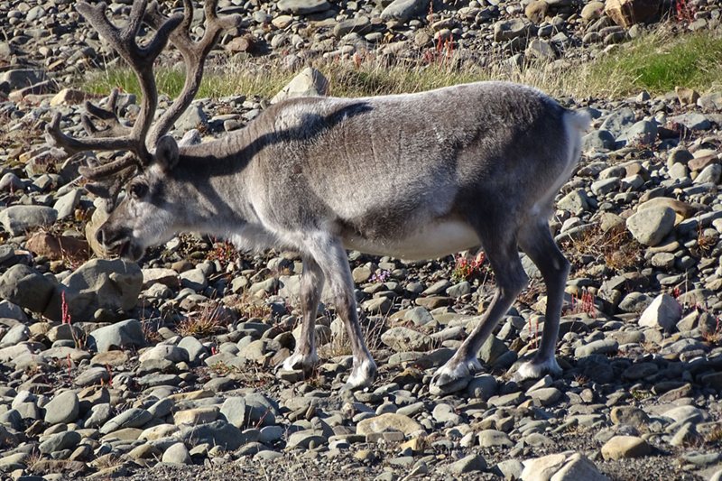Alrededor de Spitsbergen, Verano Ártico salida 28/07/2027