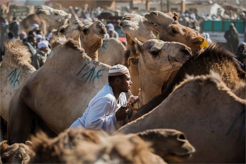 Viaje organizado a Egipto (mercado de Camellos, El Cairo)
