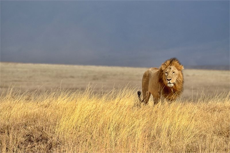 Viaje a Egipto y Kenia (león en el Parque Nacional de Masai Mara)
