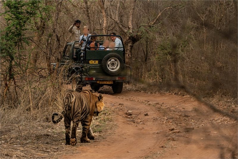 Safaris en India